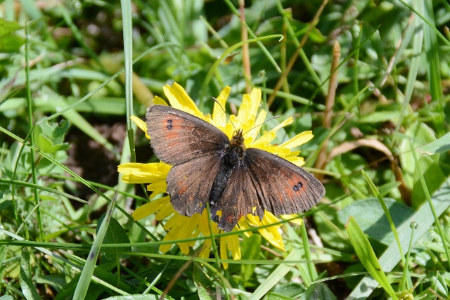 Erebia styx ?